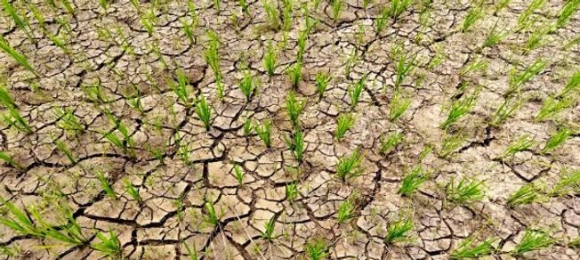 Parlakhemundi MLA Writes To CM To Declare Gajapati As Drought-Prone 
