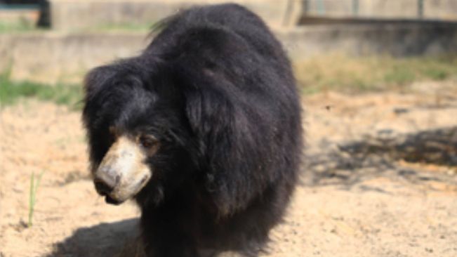World's Largest Rescue Centre In Taj City Celebrates 'World Bear Day'