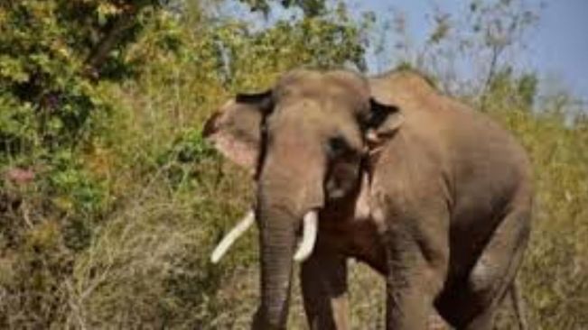 Elephant Dies Of Electrocution In Rourkela