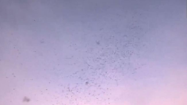 Swarm of mosquitoes form 'tornado' over Pune; video goes viral