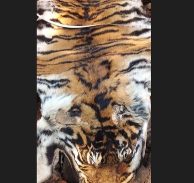 Tiger skin seized and one arrested in Mayurbhanj
