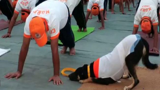 J-K: Indian pariah dog, trained by NDRF, performs yoga in Udhampur on International Yoga Day