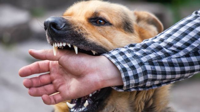 Locals In Fear As Stray Dogs Bite 3 People In Balangir Village