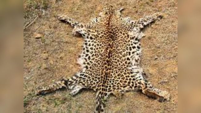 1 Held For Illegal Possession Of Leopard Skin In Boudh