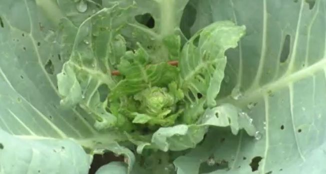 vegetable-farmers-facing-problem-due-to-rain-in-rayagada