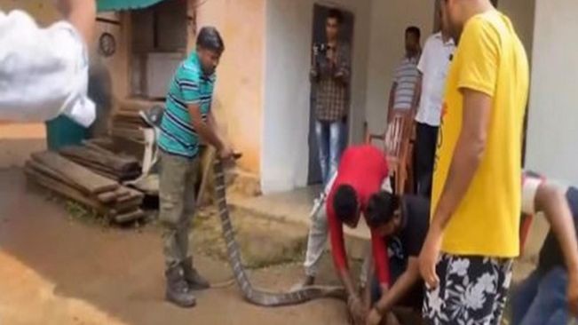 11-ft-long King Cobra rescued from Odisha's Mayurbhanj