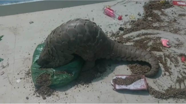Pangolin Rescued And 10 Arrested In Nuapada