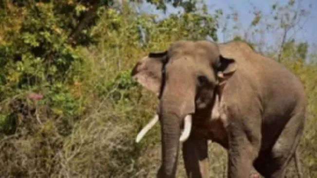 More Than 70 Elephants Create Menance In Balasore Villages 