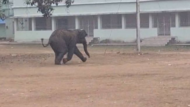 Elephant Breaks Into City And Creates Ruckus in Baripada School