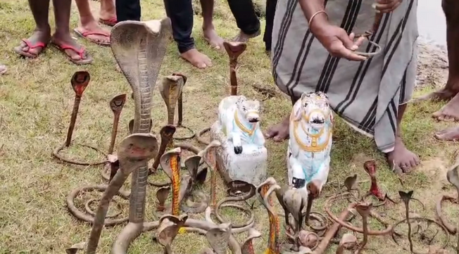 Spiritual Coincidence: 60 Cobra, 2 Bull Idols Recovered From Mahanadi