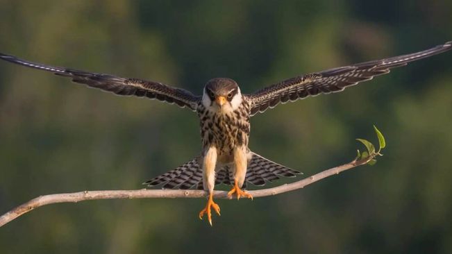 Amur falcons To Be Tagged With Satellite Transmitters During Manipur Halt To Study Migratory Routes