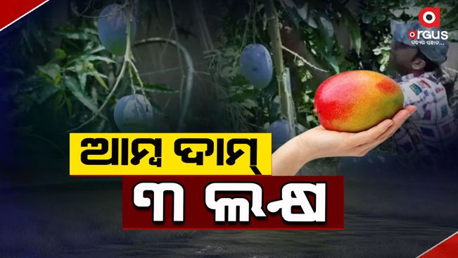 Lakhs of mangoes are growing in Sambalpur. This mango is known to be the most expensive mango.