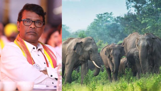 1145 Killed In Elephant Attacks In Last 10 Years: Forest Minister Ganeshram Sing Khuntia