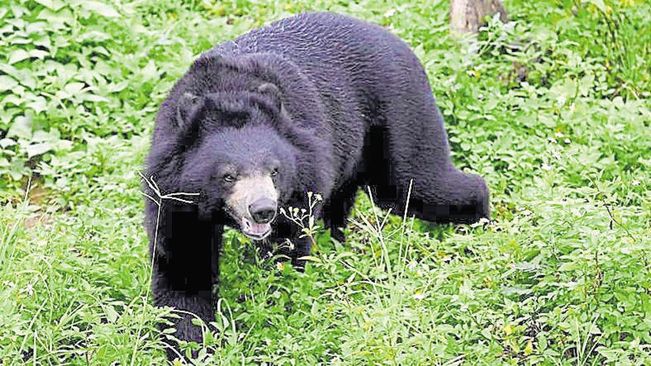 Woman critically injured in bear attack in Keonjhar