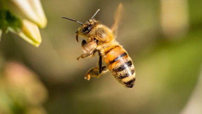 More than 50 injured in bee attack