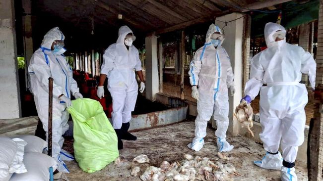 Bird Flu Outbreak: Odisha Health Director Dr Bijay Mohapatra Urges People Not To Panic