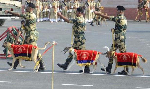 R-Day 2023: Four-legged BSF soldiers participate in Beating Retreat ceremony at Attari-Wagah border