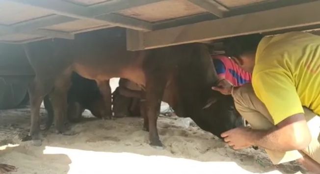Bull stuck under a tourist bus for 2 hours at Banki