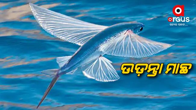 A fish flying over the water went goes viral on social media.