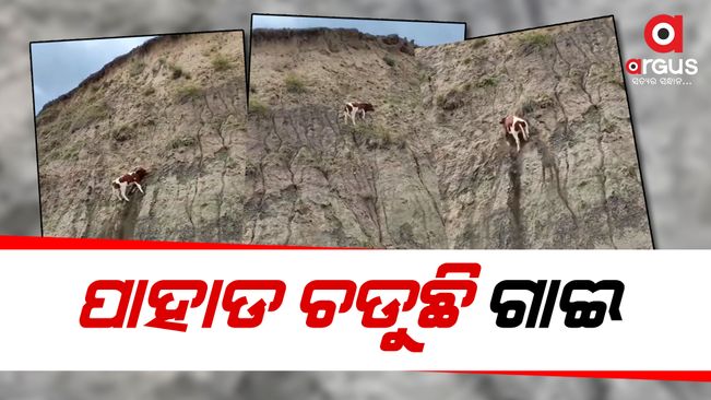 A cow climbed to mountain video goes viral
