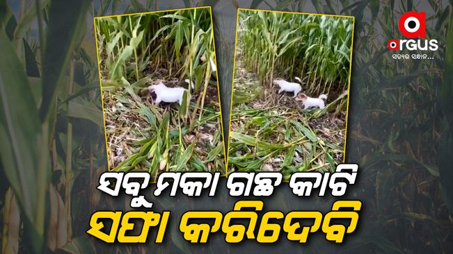 Amazing Dog Breed Cutting Corn Plant With Mouth