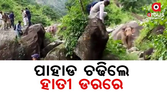 The Chief Minister climbed the hill in fear of an elephant