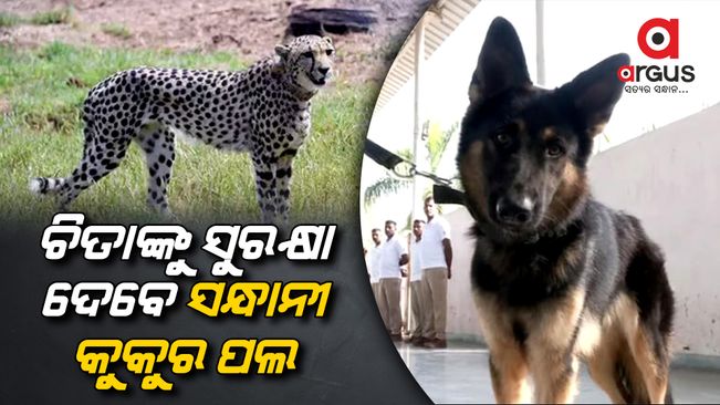 Sniffer dog squad to protect cheetahs from poachers in MP's Kuno National Park
