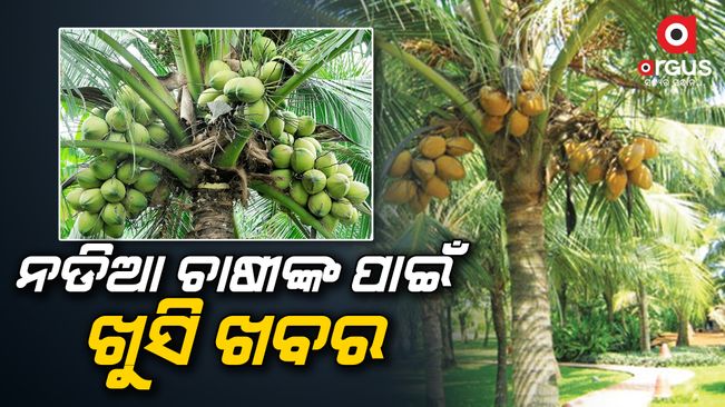 Awareness programs will be held for coconut farmers in five places in the state from tomorrow | Argus News