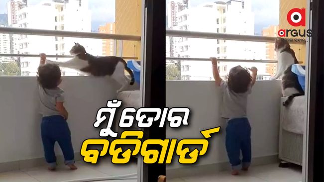 Cat become bodyguard viral video