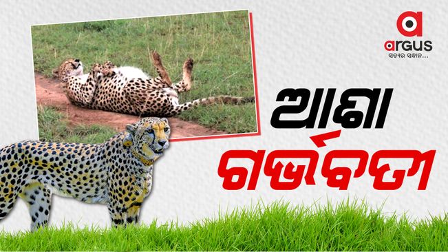 Cheetah ‘Aasha’ at Kuno National Park shows signs of pregnancy, say officials