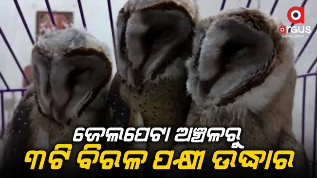 Rescue of three rare birds from Rayagada | Argus News