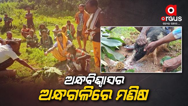 The villagers sacrificed a pig to prevent death in Nabarangpur