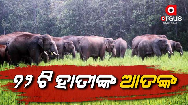 72 elephants are creating terror in Champua range keonjhar