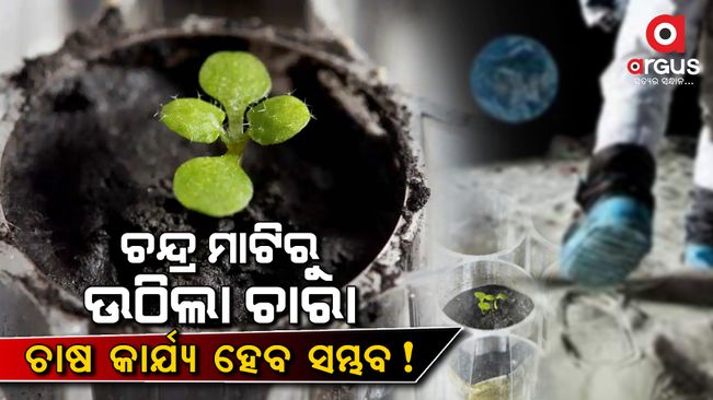 scientists-grow-plants-in-soil-from-moon-see-photos