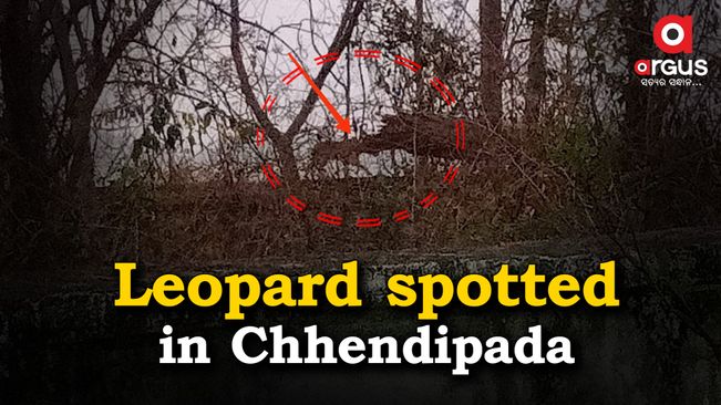 Locals panicked as leopard spotted in Chhendipada | Argus News