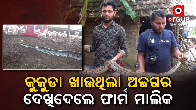 A python recovered from broiler farm