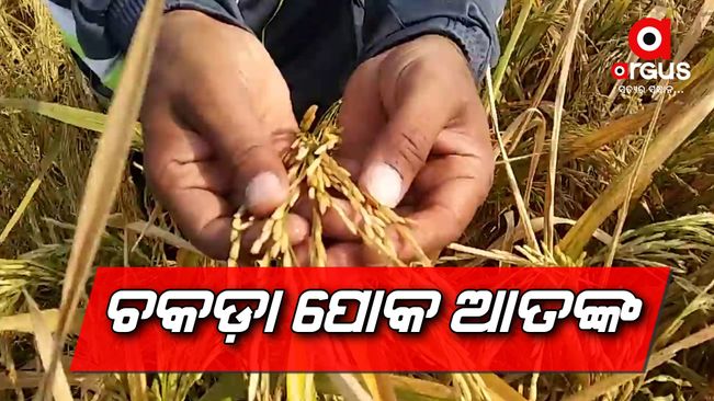 Worms are eating and destroying the paddy crop in Dhenkanal