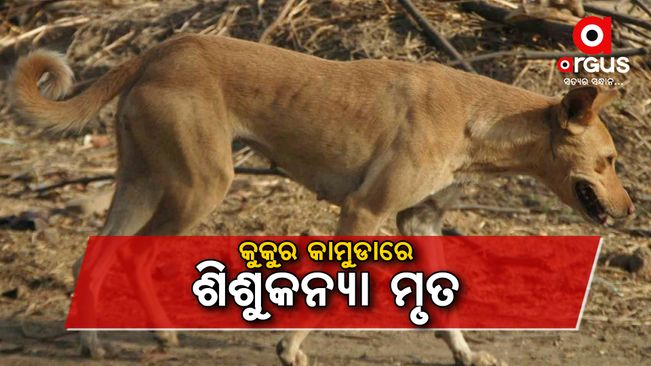 It is reported that one person lost his life and 13 others were injured due to dog bites in the Balangir district.