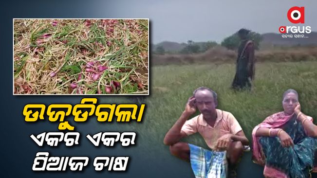 onion cultivation was destroyed