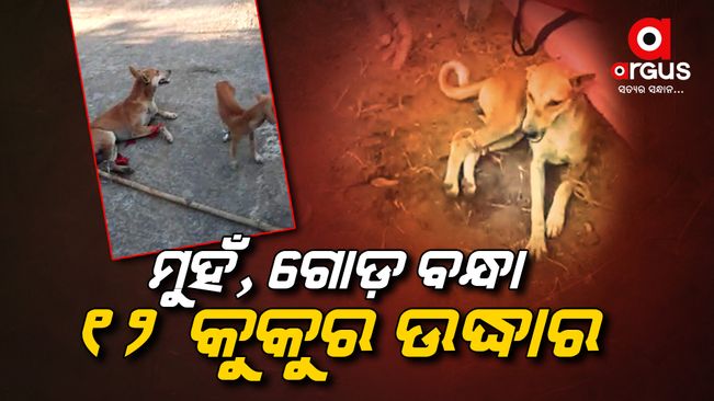 12 stray dogs rescued with face and legs bound
