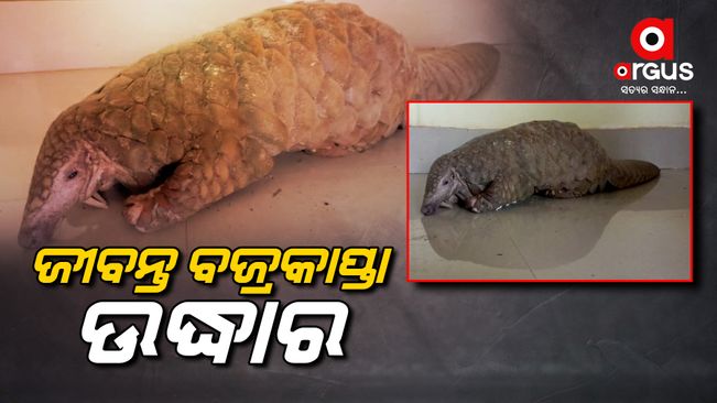 A Pangolin rescued in Bhubaneswar
