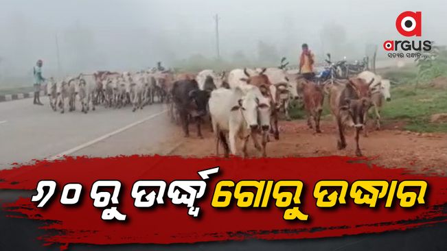 Angul: Pallahara Go Security Forces have rescued more than 60 cattle near National Highway No. 49