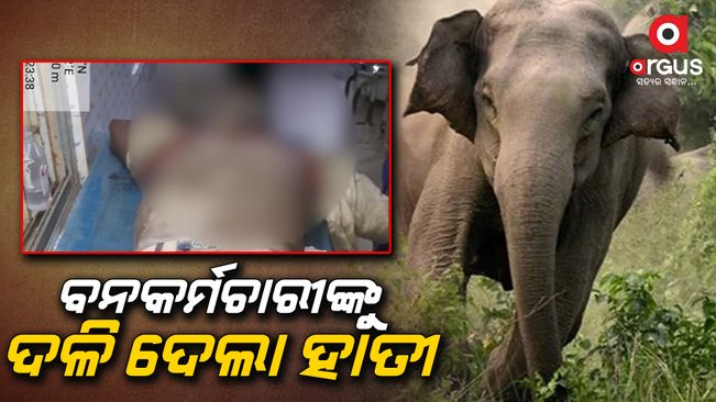 Forest workers killed in an elephant attack in Mayurbhanj Rasgobindpur forest | Argus News