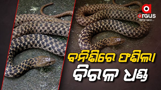 Fisherman Hooks Extremely Rare Leucistic Checkered Keelback Snake In Odisha