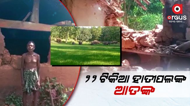 elephant terror in keonjhar