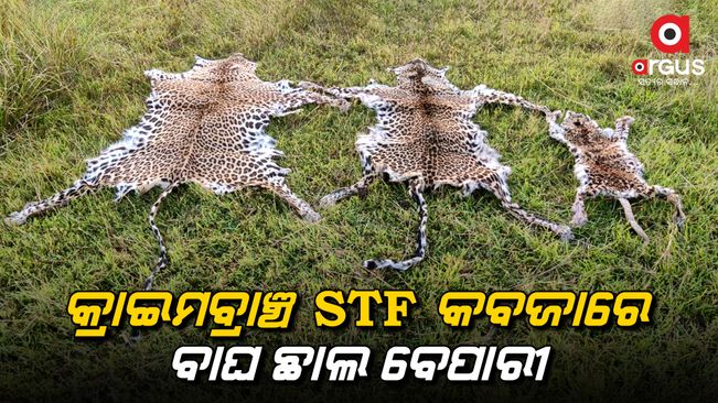 Three nabbed by STF with leopard skins seized in Odisha