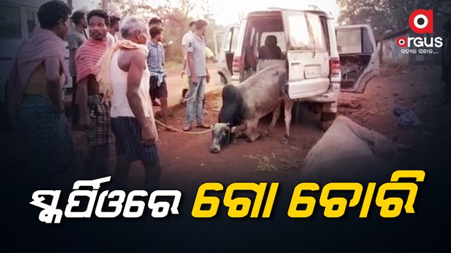 More than 100 cows were stolen from Koida