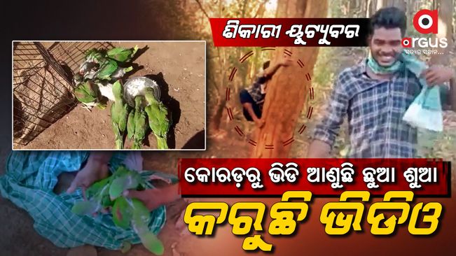 Kandhamal, Odisha: Illegal Parrot Hunting found in the district