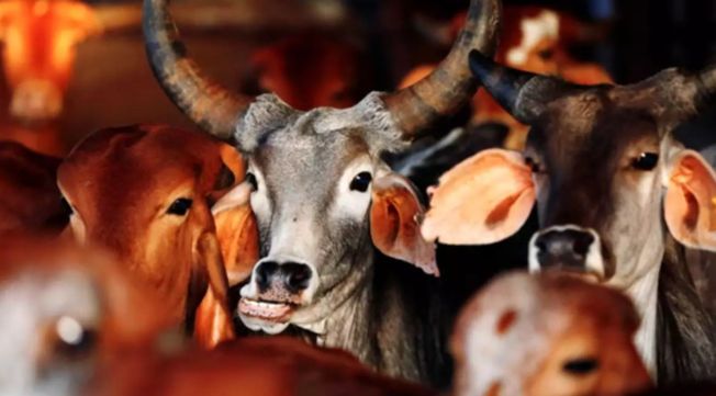 39 cattle rescued from truck in Balasore, 2 SUVs seized, 11 detained