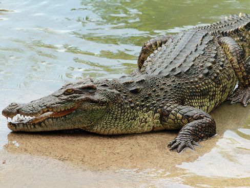 crocodile jumped while bathing in the river
